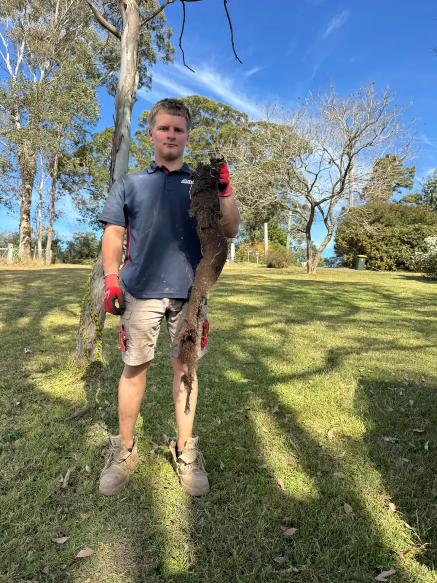 Antons technician holding a long mass of roots removed during drainage work